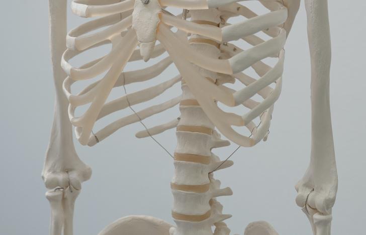 Menschliche Skelette und die Gesundheit am Arbeitsplatz
